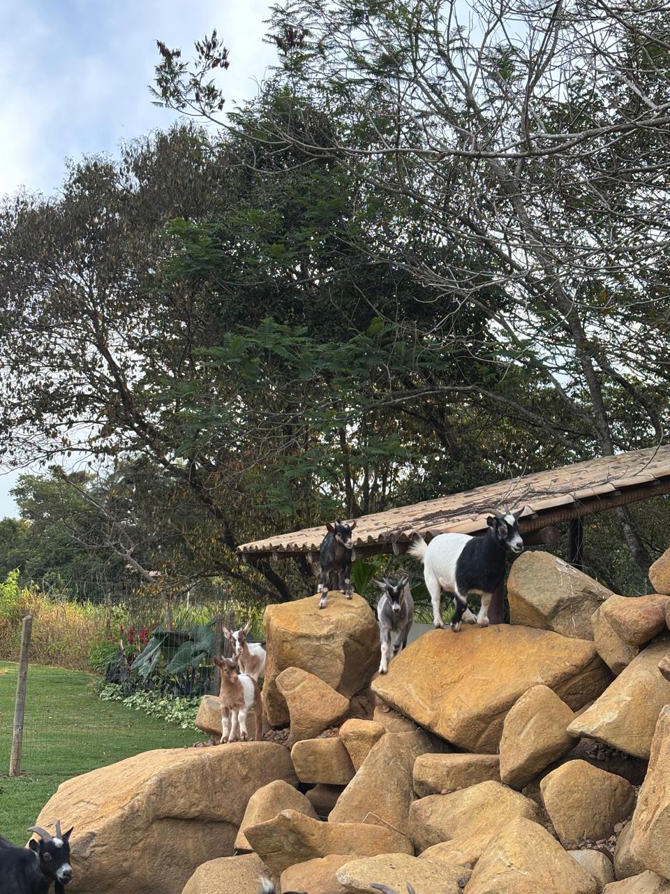 Caprino em destaque