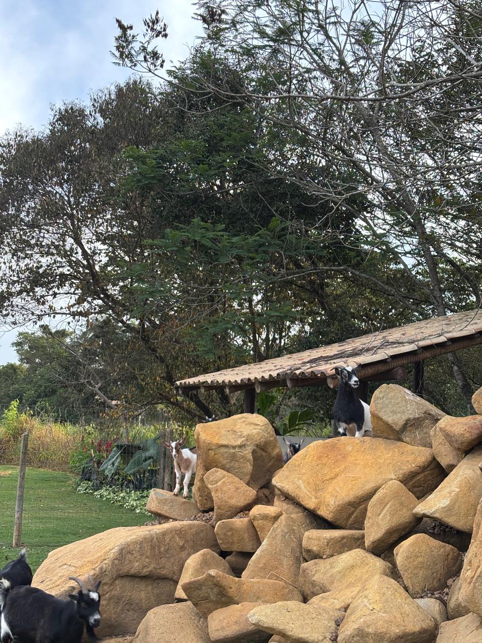 Lote caprino #03